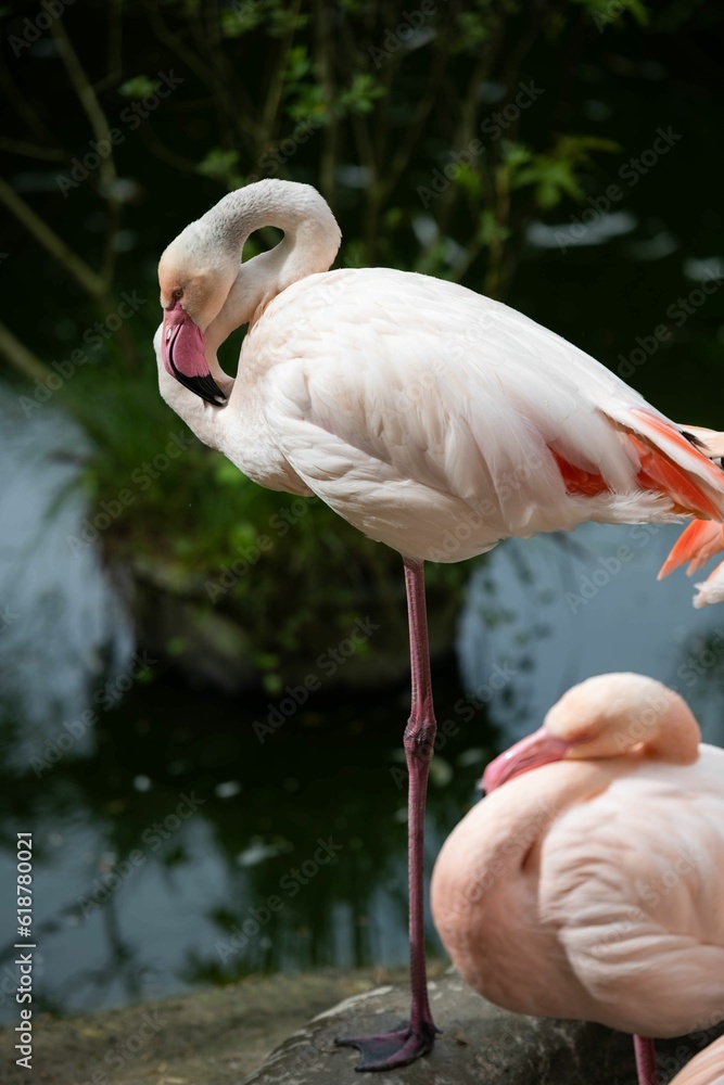 Obraz premium Pink flamingo standing near a lake in a zoo setting