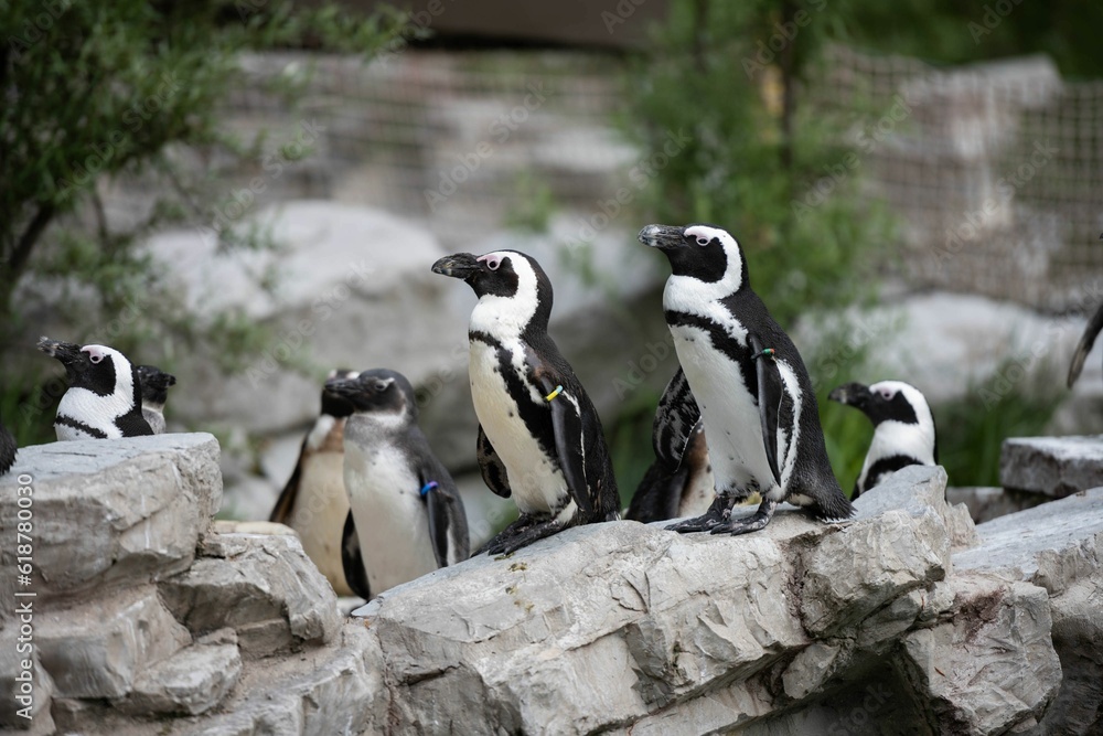 Fototapeta premium Colony of African penguins perched atop a rocky ledge