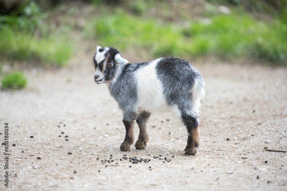 Small, black and white Nigora goat standing on a dirt road Small, black and white Nigora goat standing on a dirt road