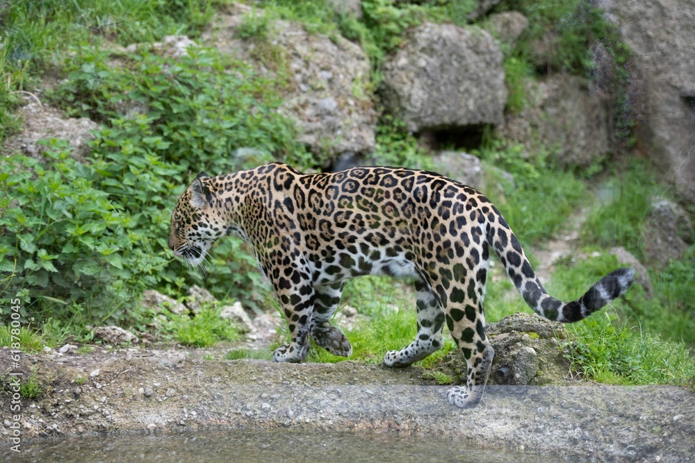 Majestic Jaguar roaming in a grassy field in its natural habitat Majestic Jaguar roaming in a grassy field in its natural habitat