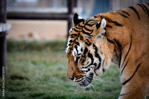 Majestic Bengal tiger walking across a grassy terrain in a zoo environment