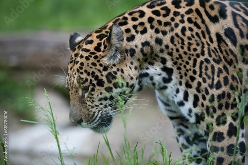 Majestic Jaguar roaming in a grassy field in its natural habitat