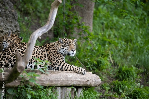 Majestic jaguar lying and resting in its natural habitat in a lush woodland