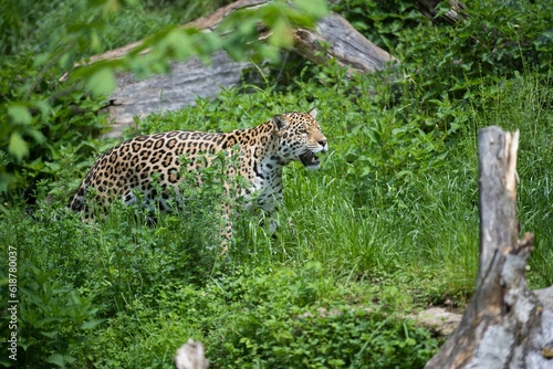 Majestic Jaguar roaming in a grassy field in its natural habitat