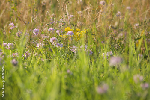 Lush meadow with colourful wildflowers, close up