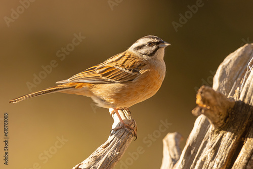 Głuszek (Emberiza cia) #618781008