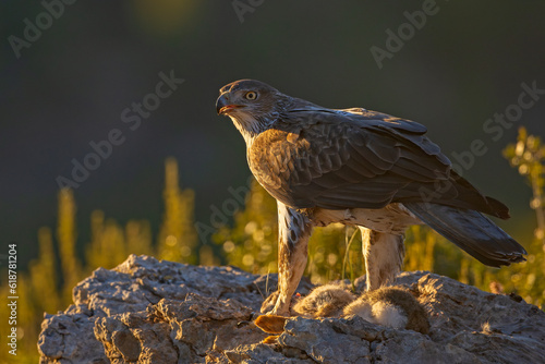 Orzeł południowy (Aquila fasciata) #618781204