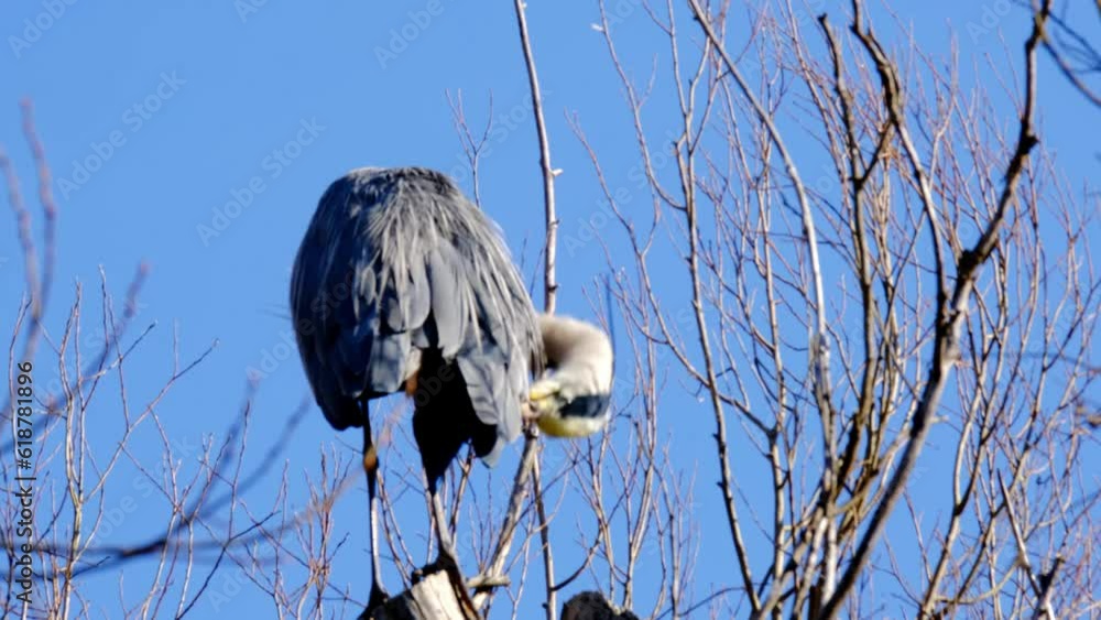 gray heront, Ardea cinerea, massive longlegged wading bird with long