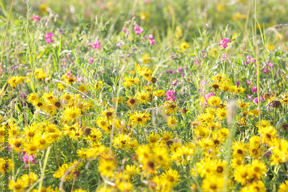 Lush meadow with colourful wildflowers, close up