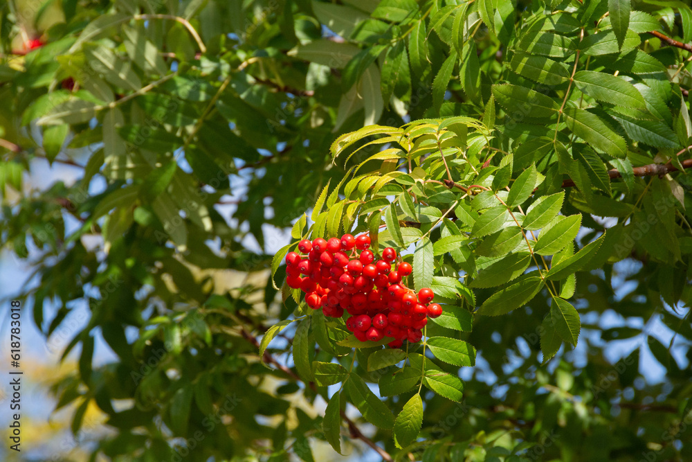 赤いナナカマドの実と緑の葉

