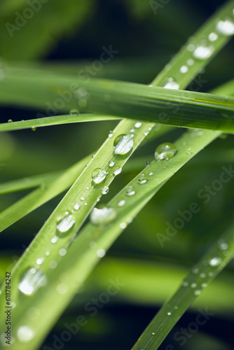 dew drops on the lush green grass, a photo with an empty space for text