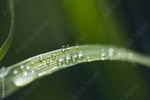 dew drops on the lush green grass, a photo with an empty space for text