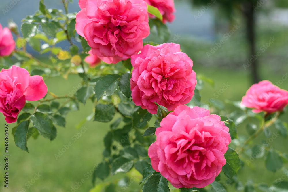 Pink climbing rose grows in the garden in summer
