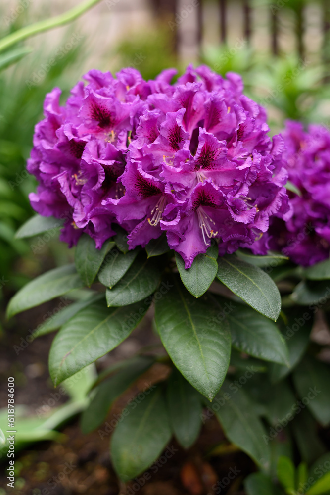 Purple flowers of the Rasputin rhododendron Purple flowers of the Rasputin rhododendron