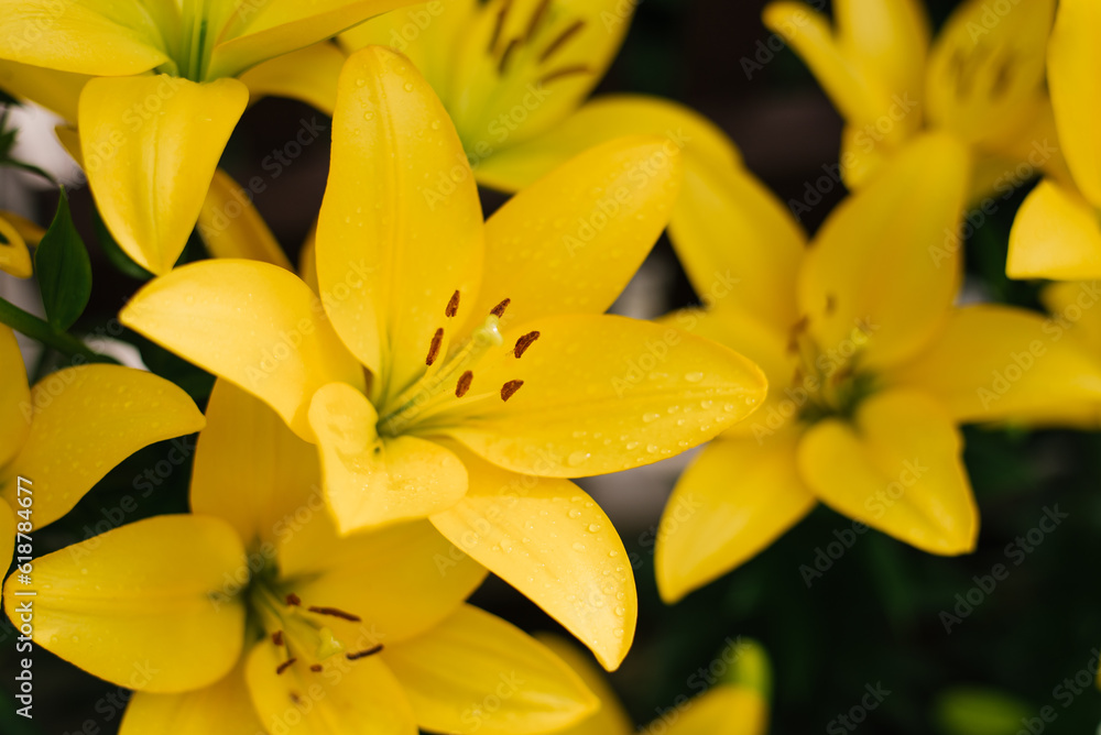 Yellow lily flowers in the summer garden Yellow lily flowers in the summer garden