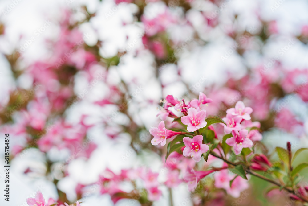 Pink weigela flowers in the garden in summer Pink weigela flowers in the garden in summer