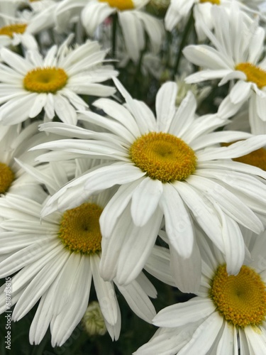 White daisies