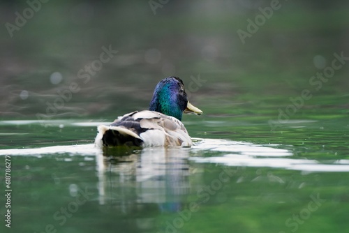 Beautiful male mallard duck on colorful light background