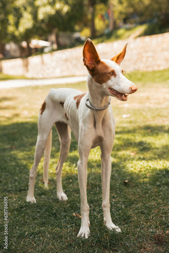 A white and brown dog ibicencan hound standing in the park outdoors in a sunny day