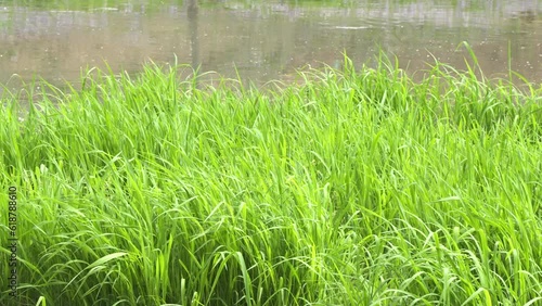 a piece of grass background in the meadow by the river photo