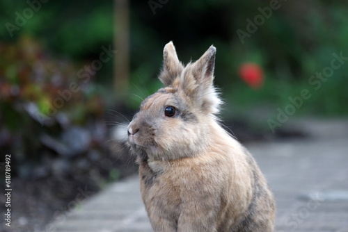   Ein einzelnes Kaninchen sitzt auf einem gepflasterten Weg im Garten und schaut aufmerksam in die Umgebung. © cuhle-fotos