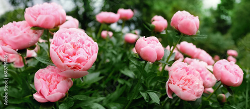 Fototapeta Naklejka Na Ścianę i Meble -  Beautiful pink peony flowers close up in garden, abstract natural floral background. gentle romantic flower nature image. spring summer blossoming season. banner. template for design