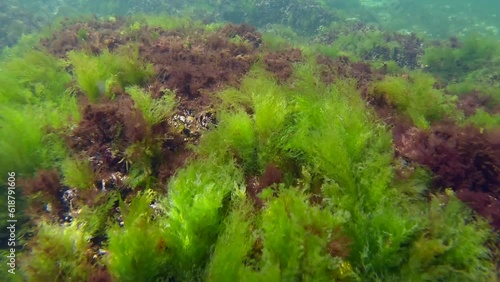 Rock reef covered with green algae Sea Lettuces, Ulva maeotica and brown algae Cystoseira barbata in Black sea photo