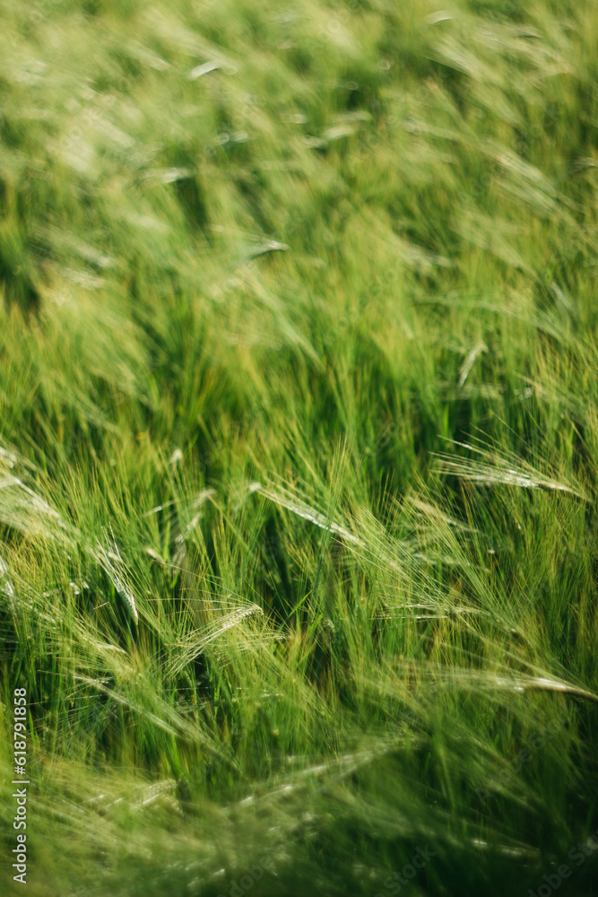 wheat field on a sunny day
agro wheat field on a sunny day
agro