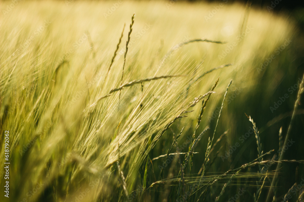 wheat field on a sunny day
agro wheat field on a sunny day
agro