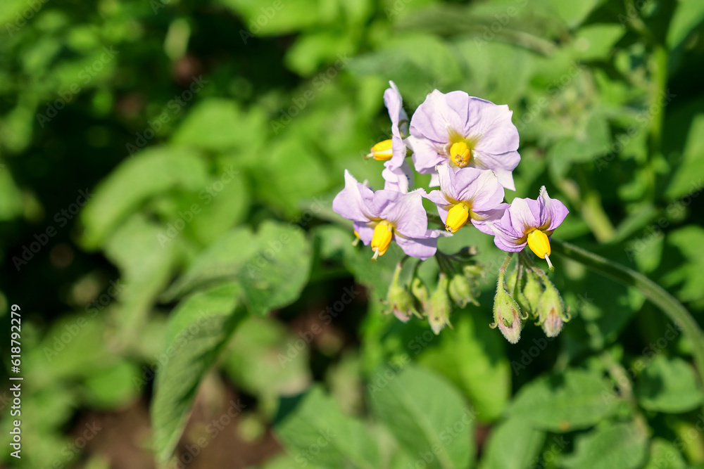 Flowering potato bush. Gardening and cultivation of potatoes. Flowering potato bush. Gardening and cultivation of potatoes.