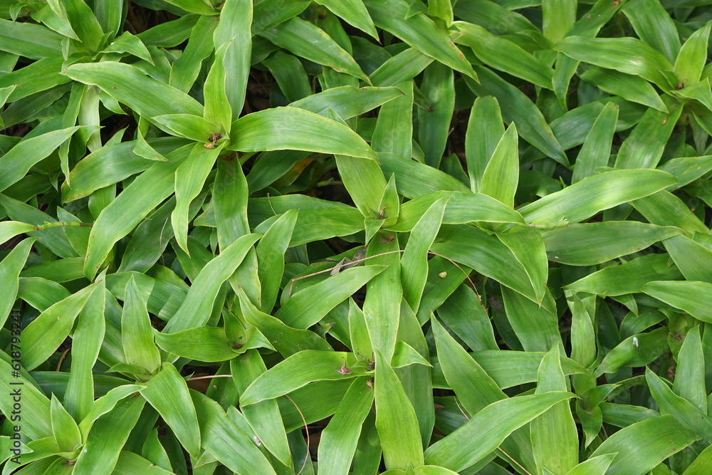 Immerse yourself in the enchanting beauty of our green ornamental backgrounds. Discover captivating patterns, textures, and vibrant foliage that bring a touch of nature's artistry to your projects. Immerse yourself in the enchanting beauty of our green ornamental backgrounds. Discover captivating patterns, textures, and vibrant foliage that bring a touch of nature's artistry to your projects.