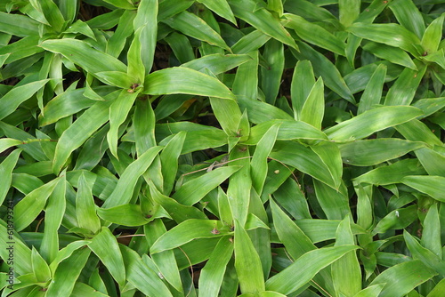 Immerse yourself in the enchanting beauty of our green ornamental backgrounds. Discover captivating patterns, textures, and vibrant foliage that bring a touch of nature's artistry to your projects.