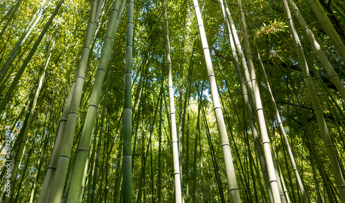 view of a beautiful and shady bamboo forest
