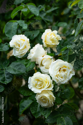 bia  o kremowe r    e w ogrodzie  white roses in the garden
