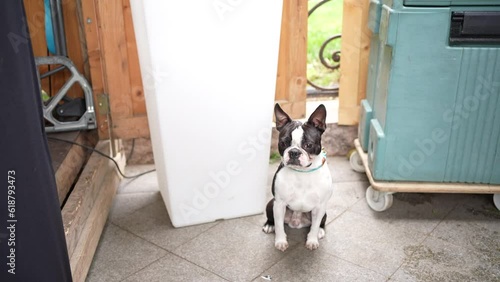 Black and white french bulldog sitting motionless waiting