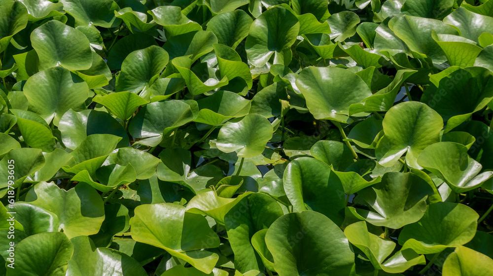 image of large amount of aquatic plants shining under the sun image of large amount of aquatic plants shining under the sun