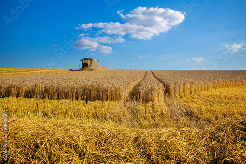Paysage de campagne et champ de blé pendant les moissons en été. France.