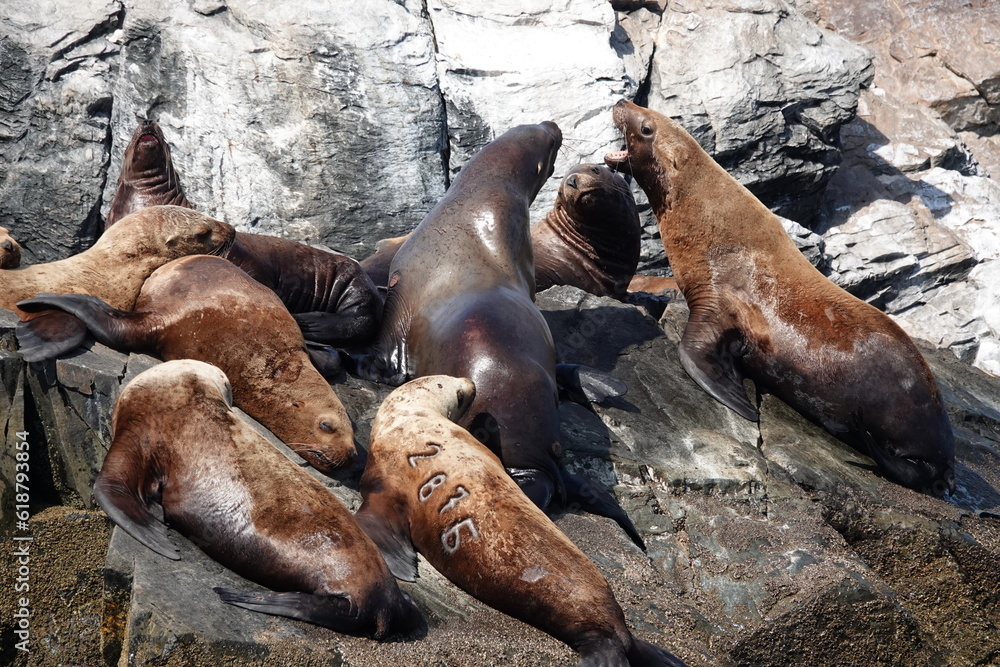 Fototapeta premium Sea lions on the Kekur stones Five Fingers in the Peter the Great Bay of the Sea of Japan