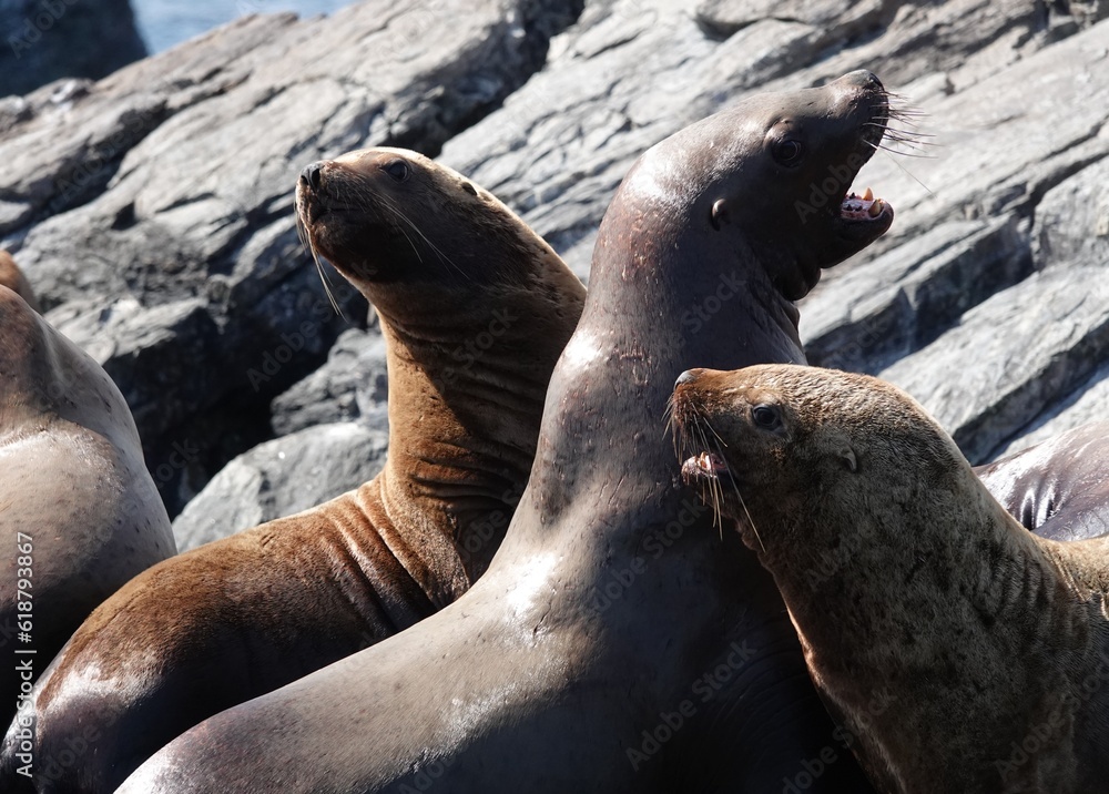 Fototapeta premium Sea lions on the Kekur stones Five Fingers in the Peter the Great Bay of the Sea of Japan
