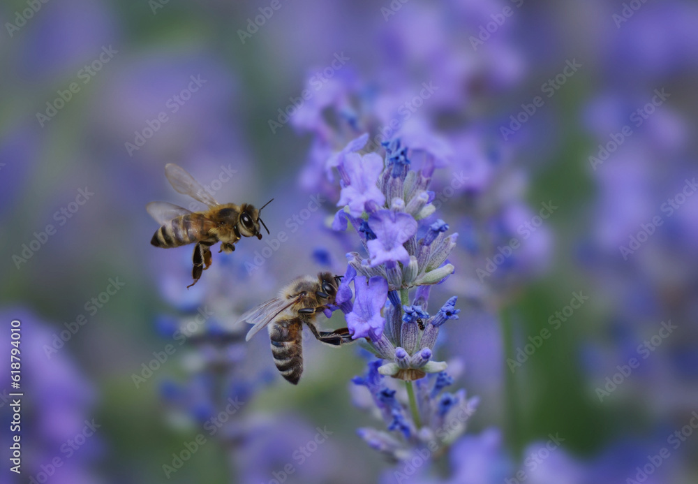 Fototapeta premium Lavendel, wir lieben ihn.