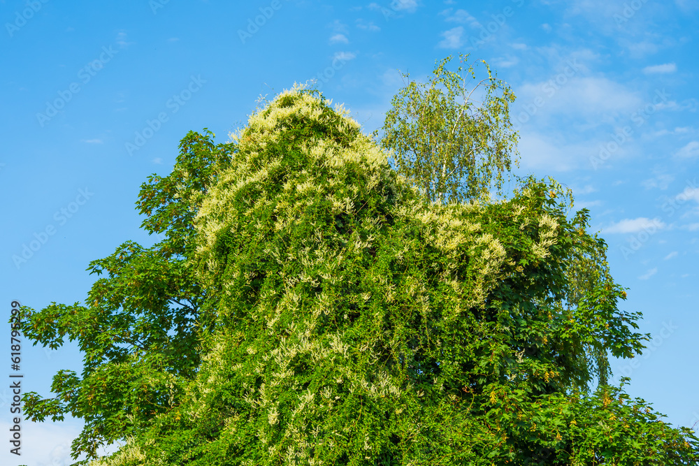 Blooming climbing plant on green tree on blue sky background Blooming climbing plant on green tree on blue sky background
