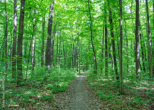a path is in the green forest