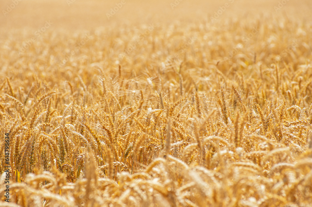 Fields of wheat at the end of summer fully ripe Fields of wheat at the end of summer fully ripe