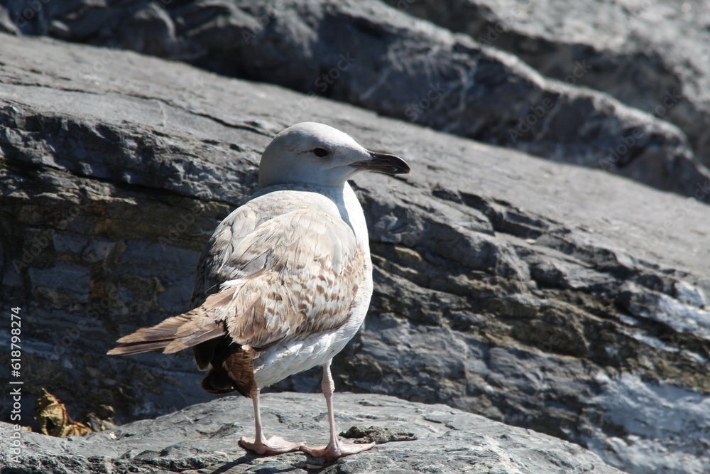 An injured seagull o a rock near shore An injured seagull o a rock near shore