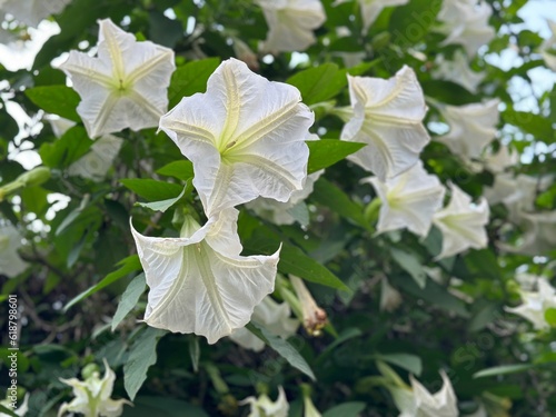 Lily flower at Fengchihu of Chiayi, Taiwan photo