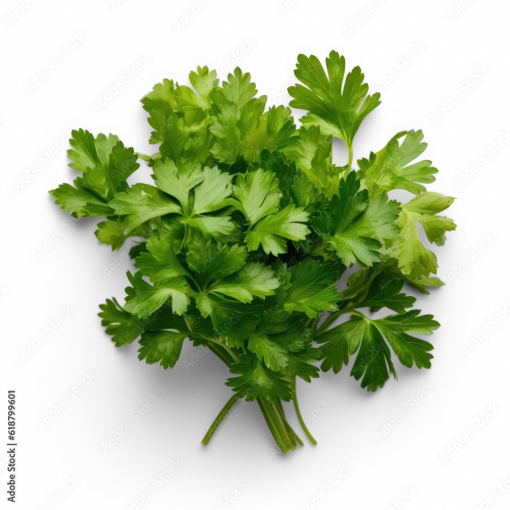 Bunch of fresh parsley, Transparent, isolated, top view Bunch of fresh parsley, Transparent, isolated, top view