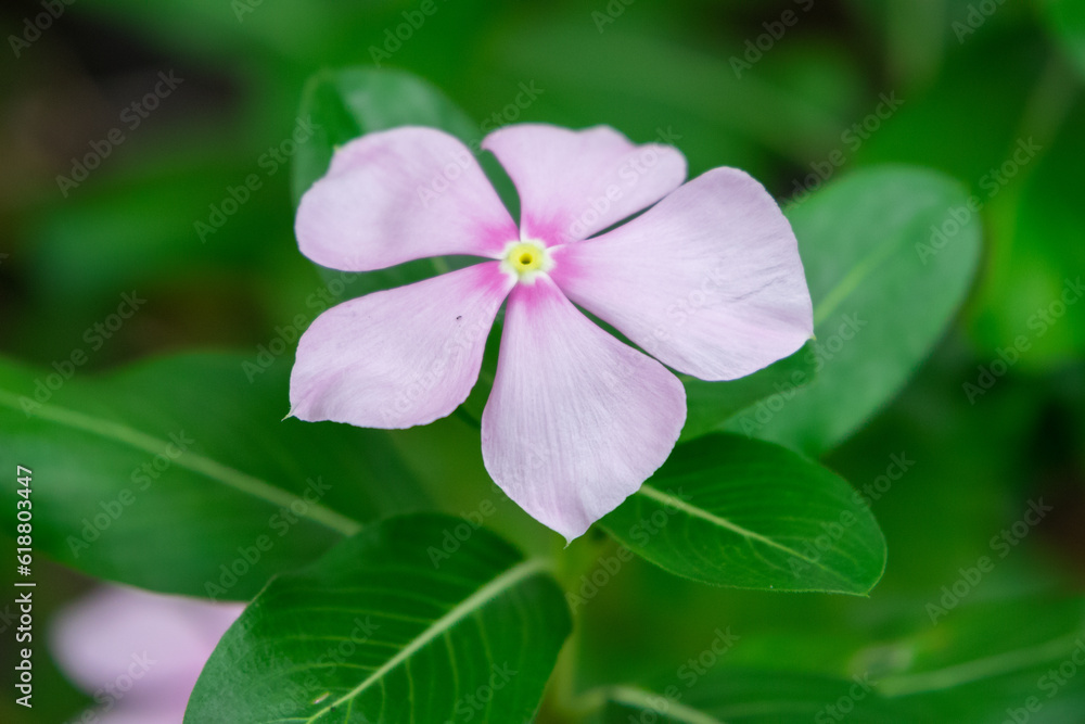 Macro photo of a colourful flower Macro photo of a colourful flower