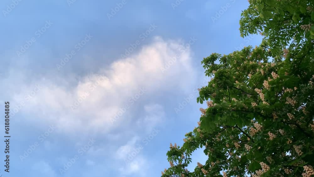 Blue sky next to a blooming tree Blue sky next to a blooming tree