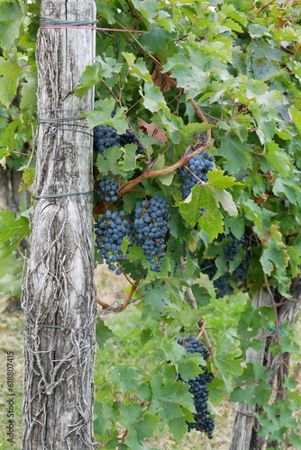 Rotwein