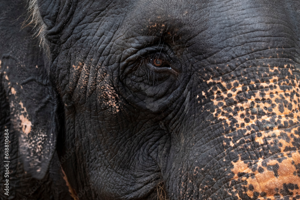 asian elephant close up, Thailand asian elephant close up, Thailand